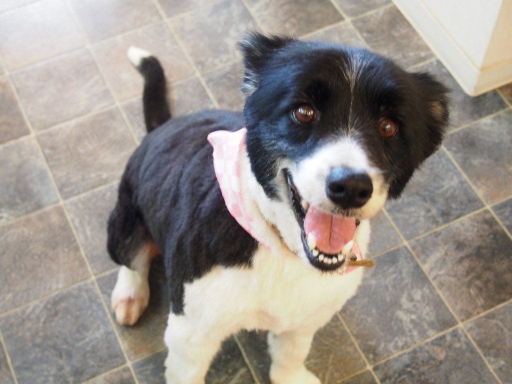 今日のトリミング犬☆ボーダーコリー♪ ブログ dog salon sou 蒼