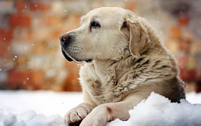 愛犬の寒さ対策 小型犬は特に注意が必要です 特集 犬との生活に関するヒント集 Dog Salon Sou 蒼